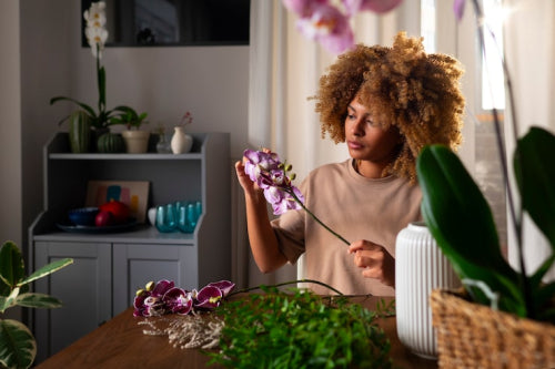The Role of Botanical Ingredients in Supporting Mindful Home Ambiance