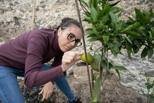 Climate Impacts on Pollinators Highlight Importance of Sustainable Choices