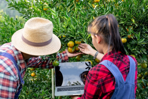 Pollinator Conservation Efforts Linked to Consumer Product Choices