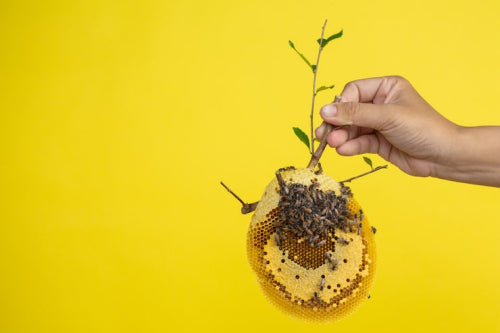 Ethical Sourcing of Beeswax Supports Local Ecosystems