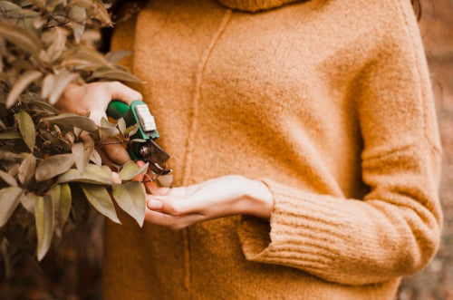 Botanical Notes Offer Alternatives to Synthetic Fragrances