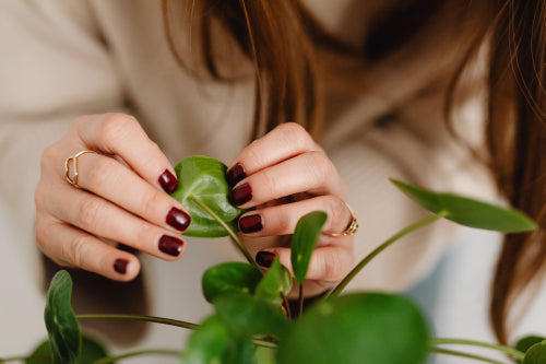 How Botanical Wellness Encourages Mindful Self-Care
