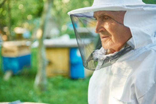 Why Bees Are Indicators of Environmental Health